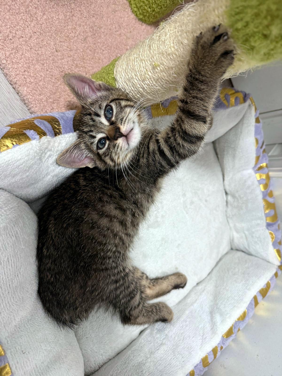 Enlarge Rhythm (Music litter), a ADOPTABLE American Shorthair in Highland Park, NJ image 2/5