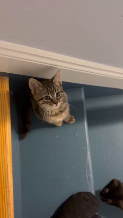 Enlarge Rhythm (Music litter), a ADOPTABLE American Shorthair in Highland Park, NJ video 4/5