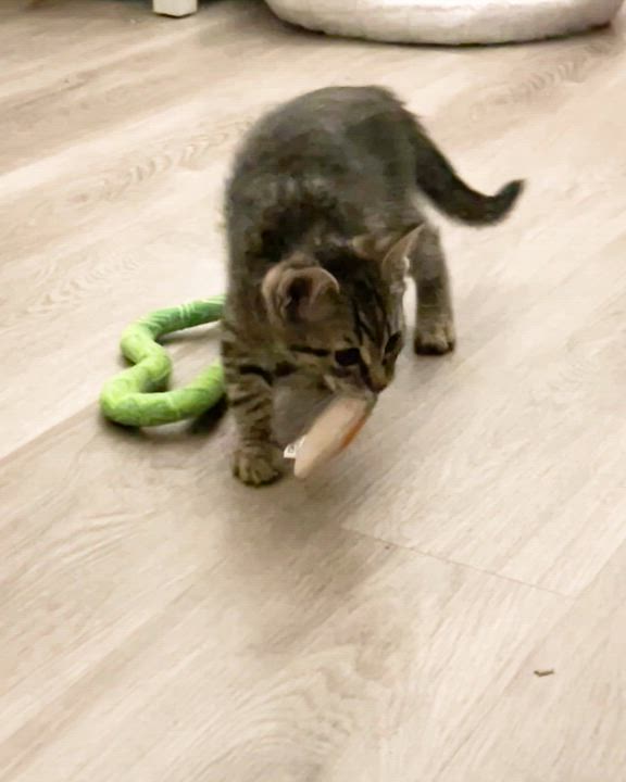 Enlarge Rhythm (Music litter), a ADOPTABLE American Shorthair in Highland Park, NJ video 5/5