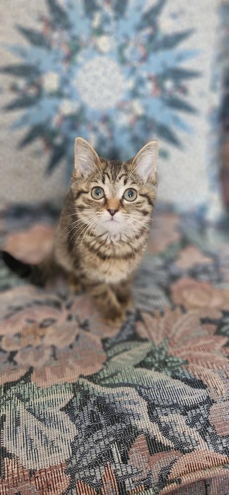 Monae, Adoptable, Kitten Female Domestic Short Hair.