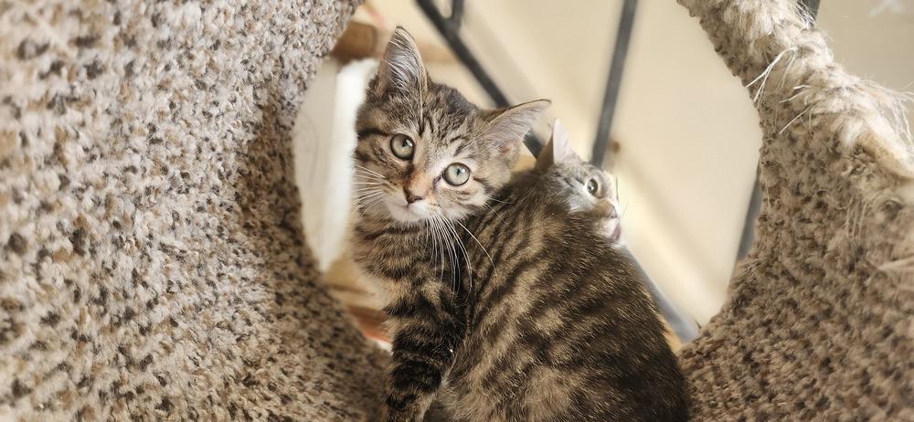 Enlarge Monae, a Adoptable mixed breed in Henrico, VA image 2/3