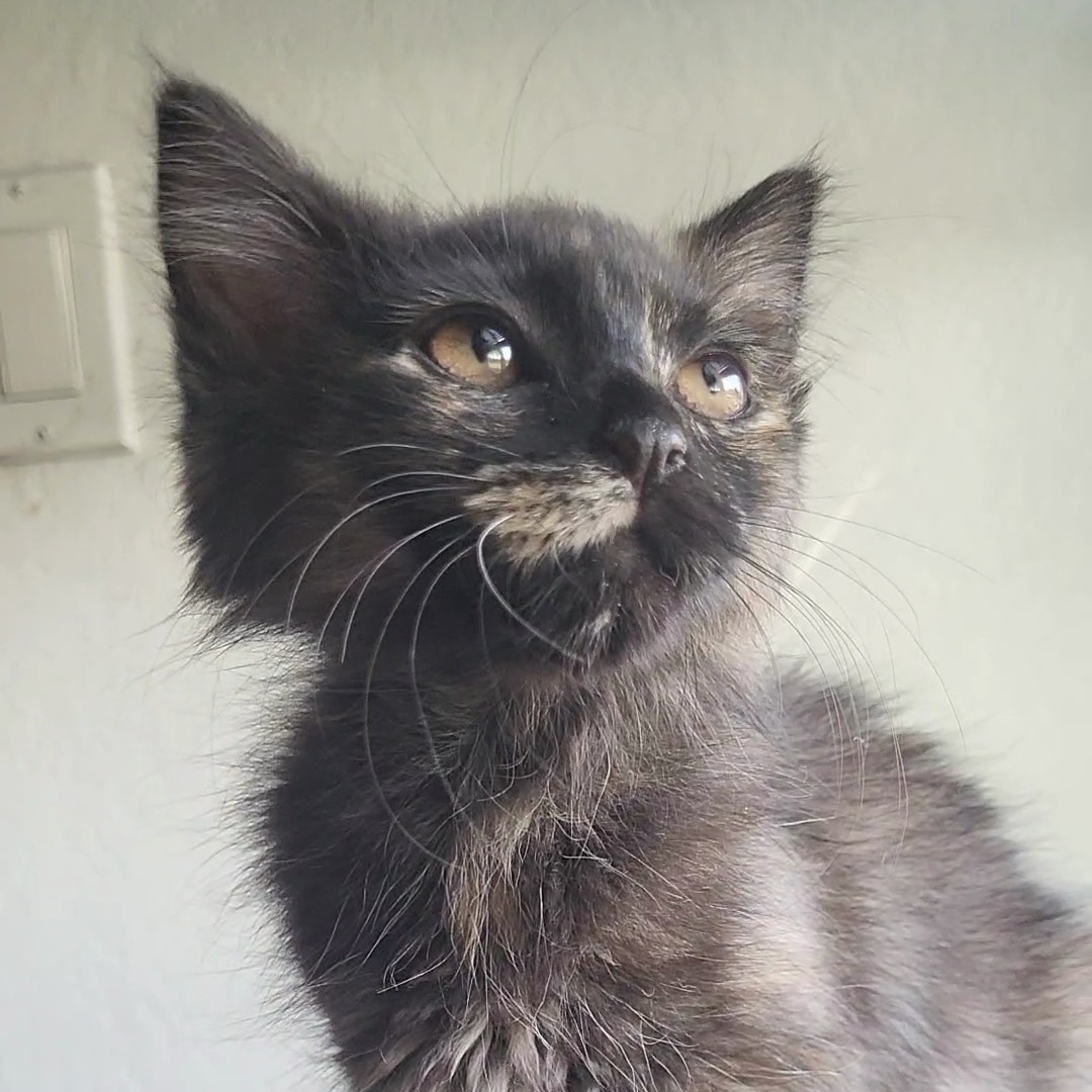 Hanna, Adopted, Kitten Female Domestic Medium Hair.