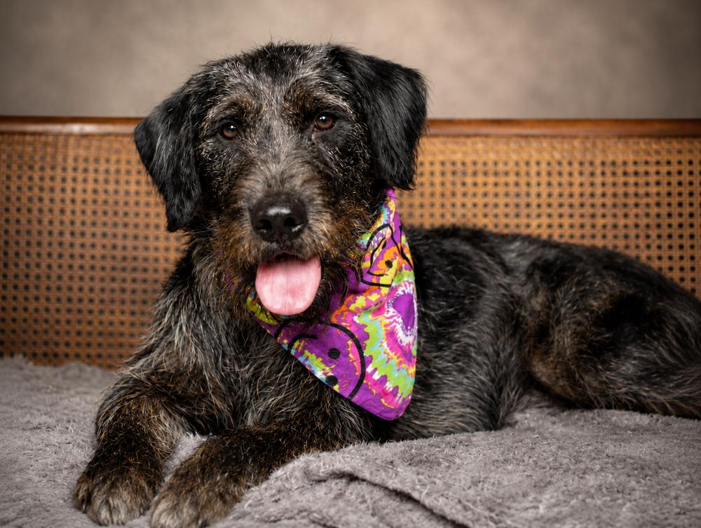 Jessie, a ADOPTABLE Labradoodle in Cheboygan, MI image 5/6