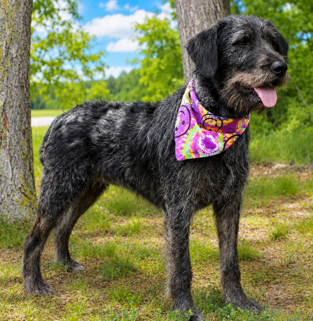Jessie, a ADOPTABLE Labradoodle in Cheboygan, MI image 3/6