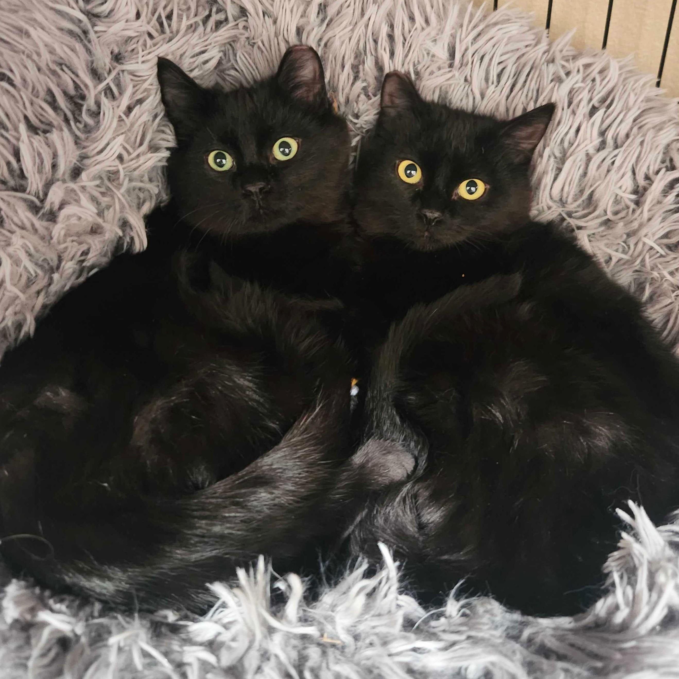 June Bug bonded with Bluey, Adoptable, Kitten Female Domestic Medium Hair.