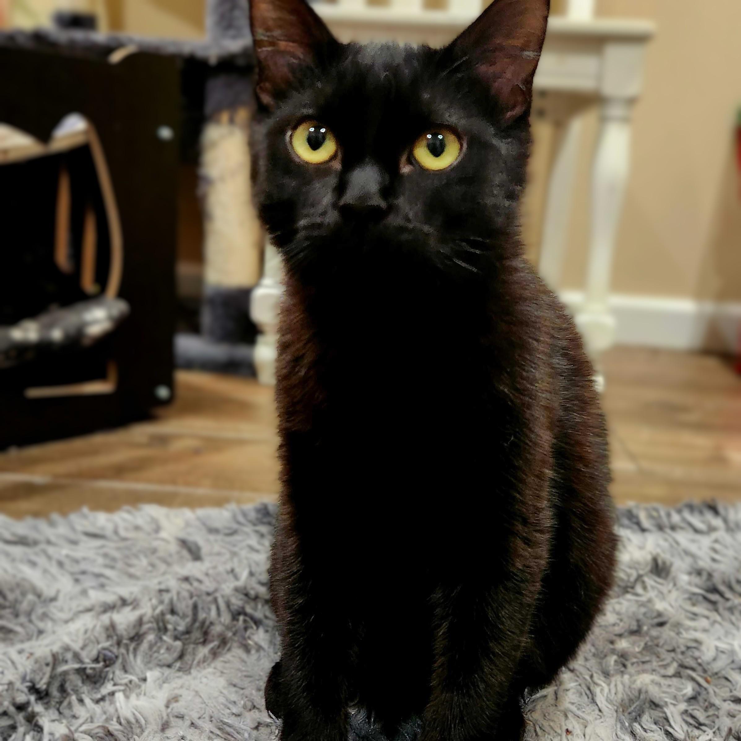 Enlarge June Bug bonded with Bluey, a Adoptable Domestic Medium Hair in Wilsonville, OR image 2/6