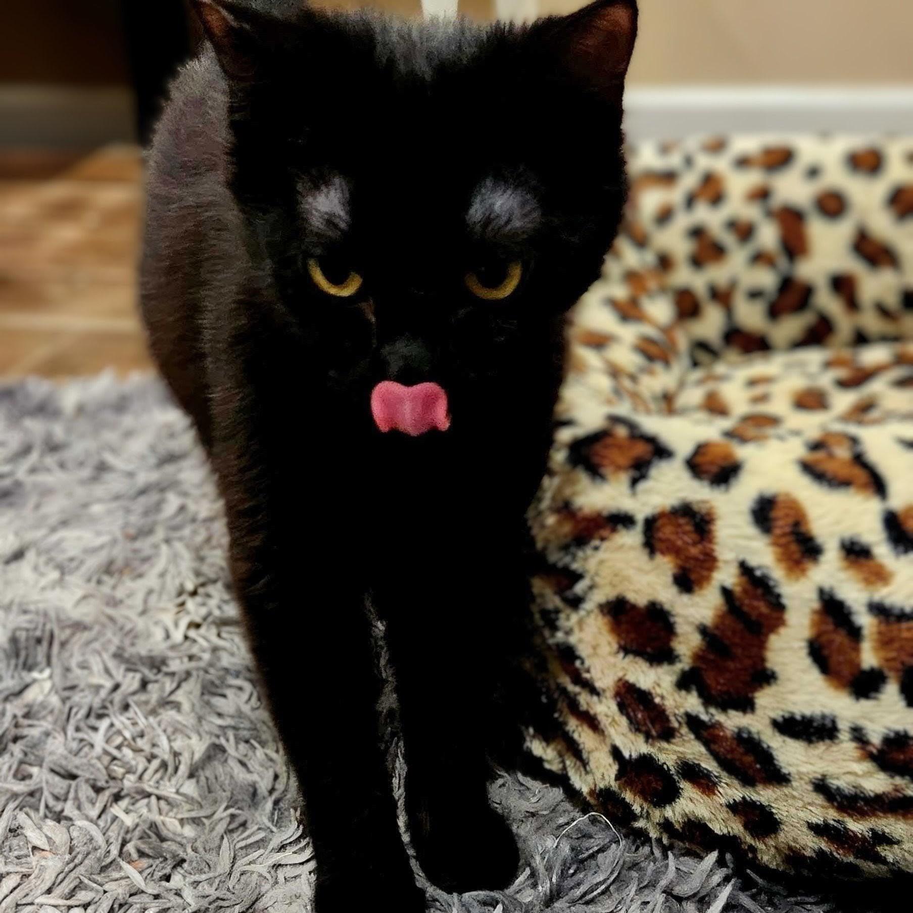 Enlarge June Bug bonded with Bluey, a Adoptable Domestic Medium Hair in Wilsonville, OR image 3/6