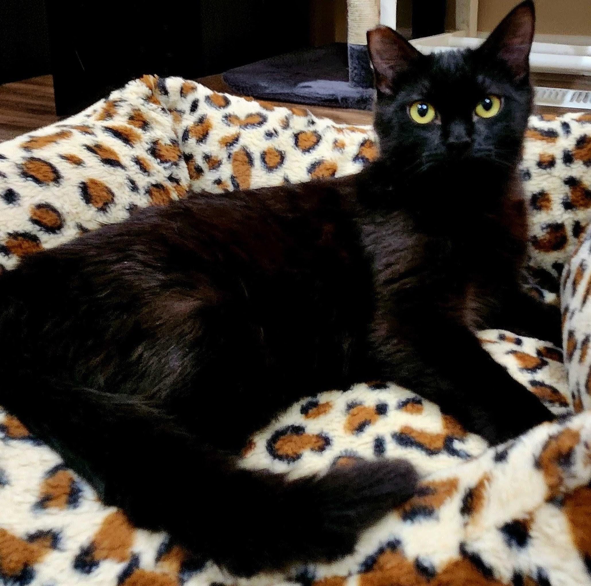 Enlarge June Bug bonded with Bluey, a Adoptable Domestic Medium Hair in Wilsonville, OR image 5/6