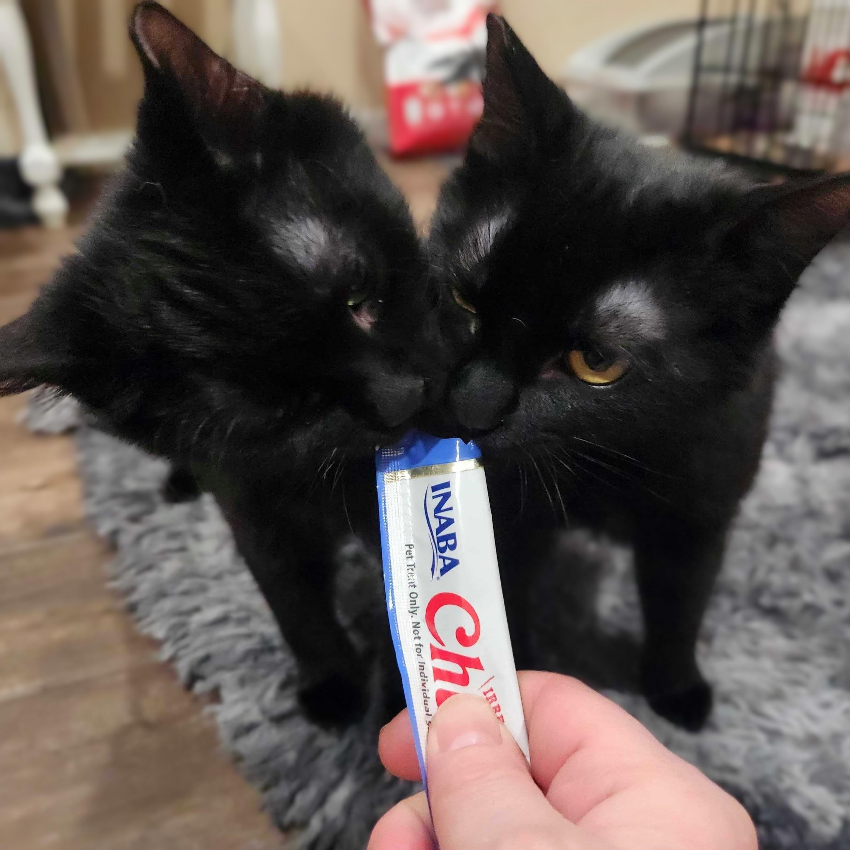 Enlarge June Bug bonded with Bluey, a Adoptable Domestic Medium Hair in Wilsonville, OR image 6/6