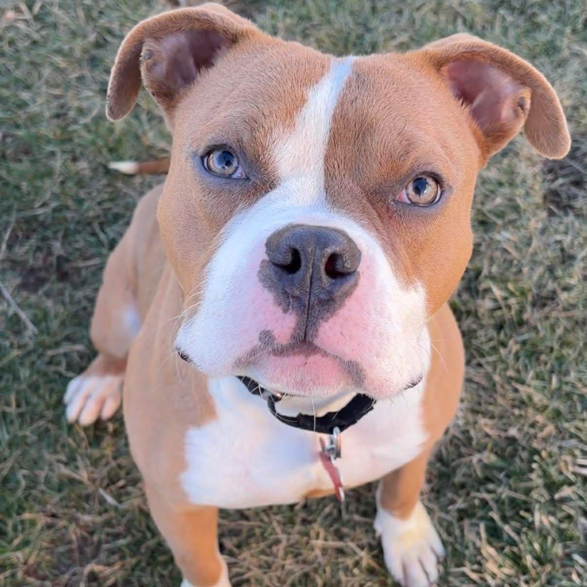 Brutus, adopted, Young Male Bulldog.