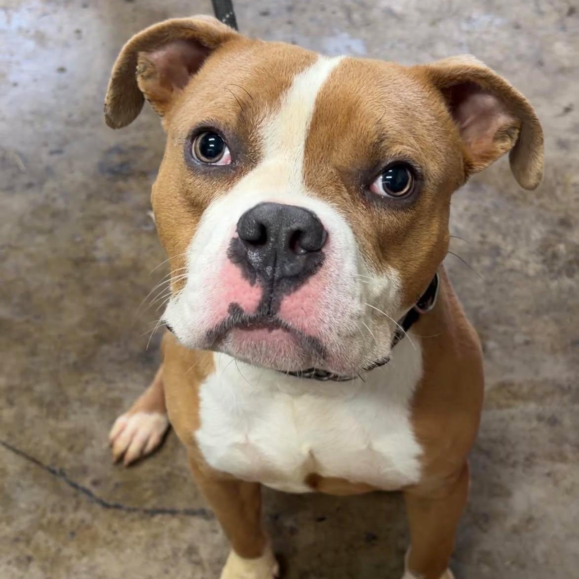 Enlarge Brutus, an adopted mixed breed in Valparaiso, IN image 2/2