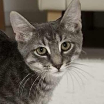 Baxter, a Adoptable Domestic Short Hair in Warren, NJ image 2/3