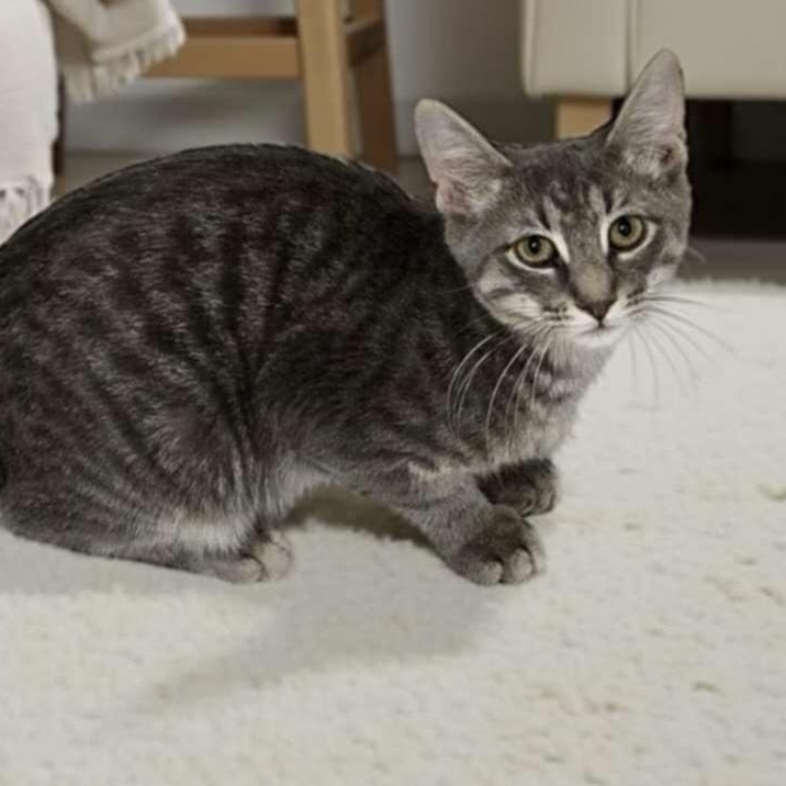 Baxter, Adoptable, Kitten Male Domestic Short Hair.