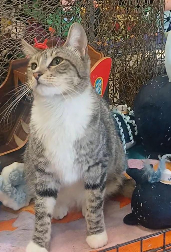 Enlarge Rey, a Adoptable Domestic Short Hair in HUNTINGTON BEACH, CA image 5/6