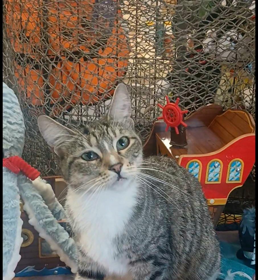 Enlarge Rey, a Adoptable Domestic Short Hair in HUNTINGTON BEACH, CA image 6/6