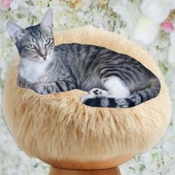 Enlarge Rey, a Adoptable Domestic Short Hair in HUNTINGTON BEACH, CA image 2/3