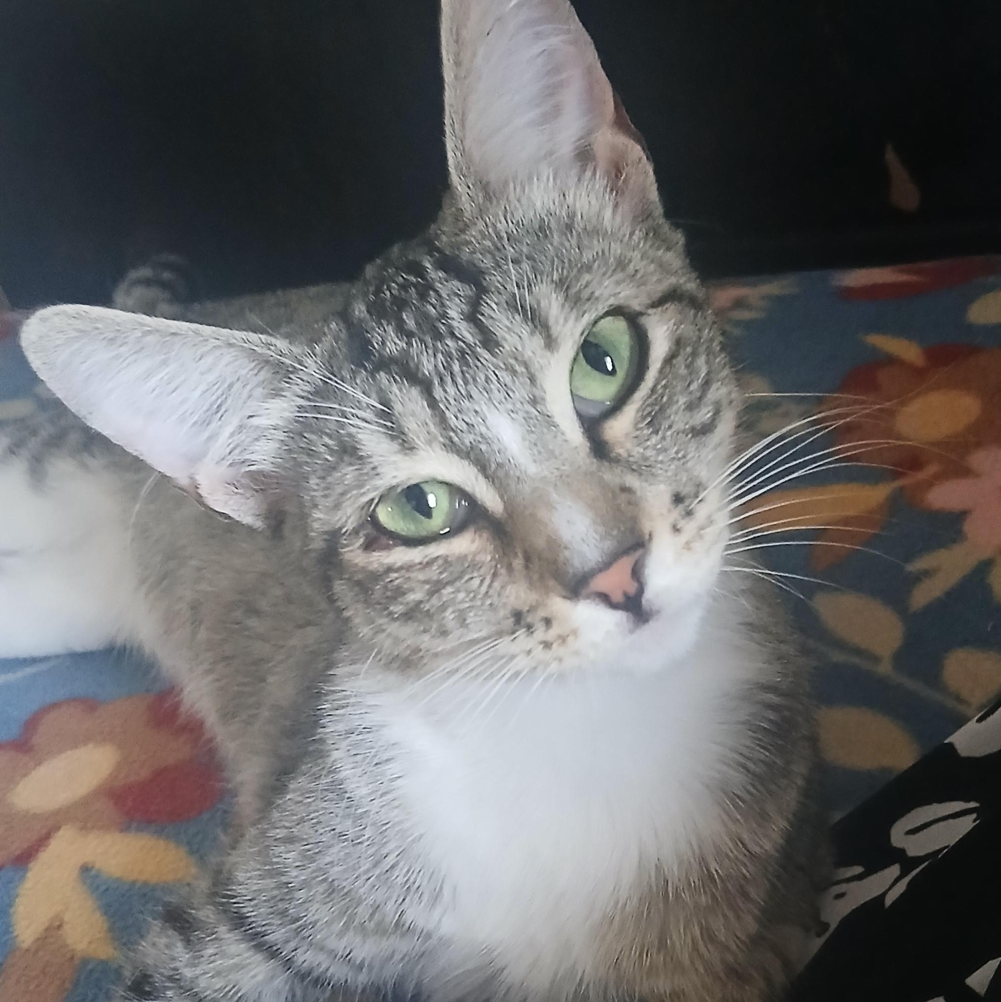 Rey, Adoptable, Young Female Domestic Short Hair.