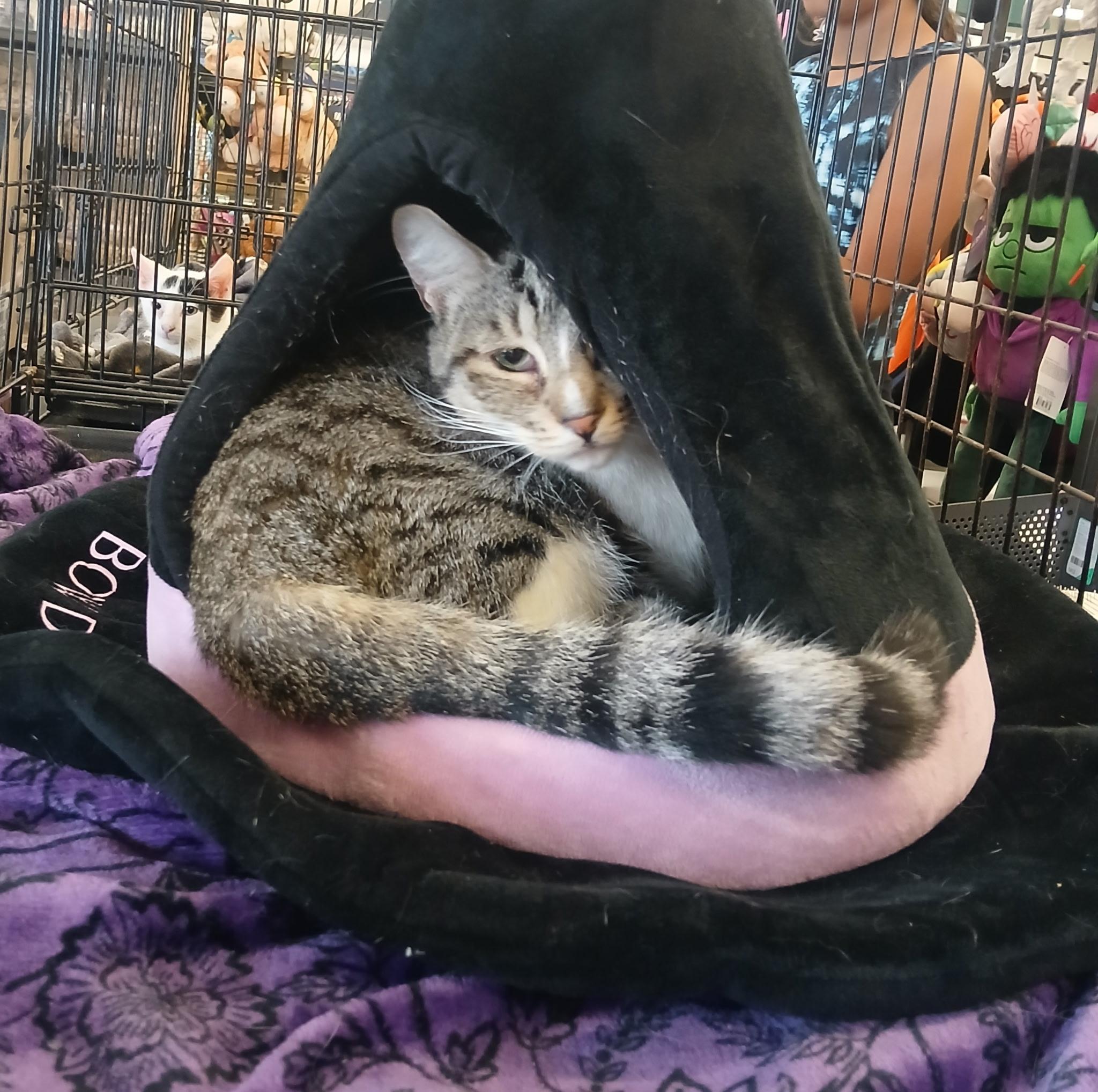 Rey, Adoptable, Young Female Domestic Short Hair.