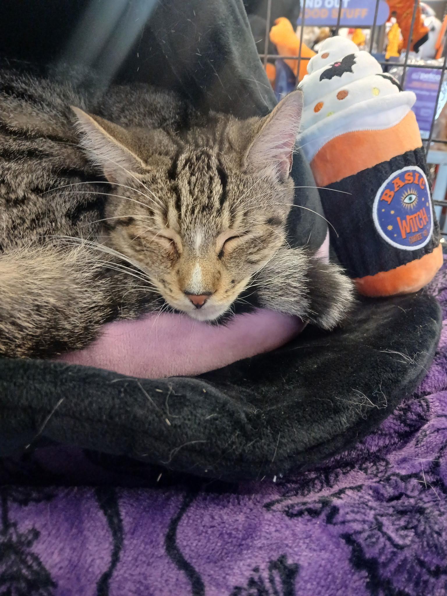 Enlarge Rey, a Adoptable Domestic Short Hair in HUNTINGTON BEACH, CA image 4/6