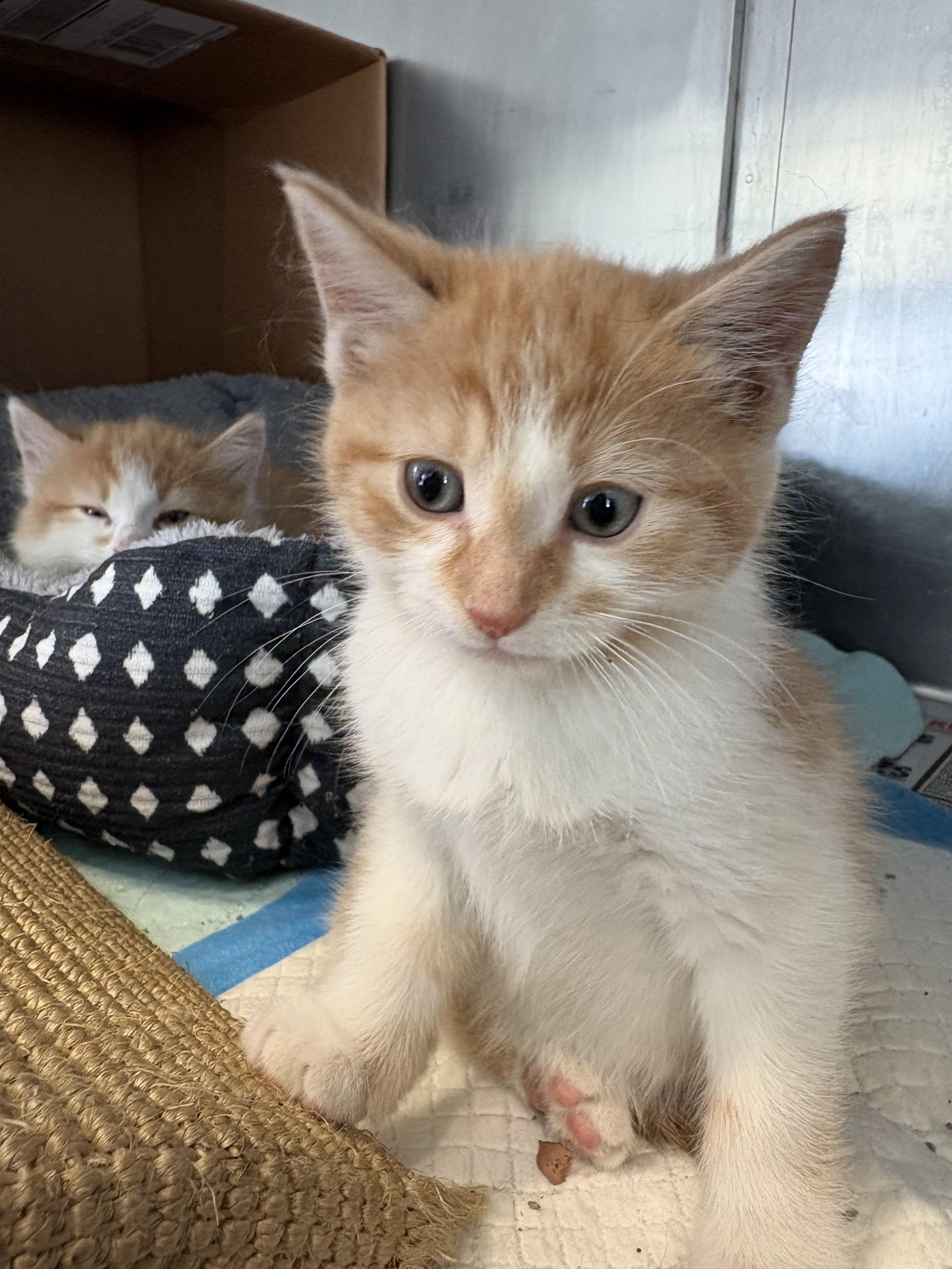 Lucas, adopted, Kitten Male Domestic Short Hair.