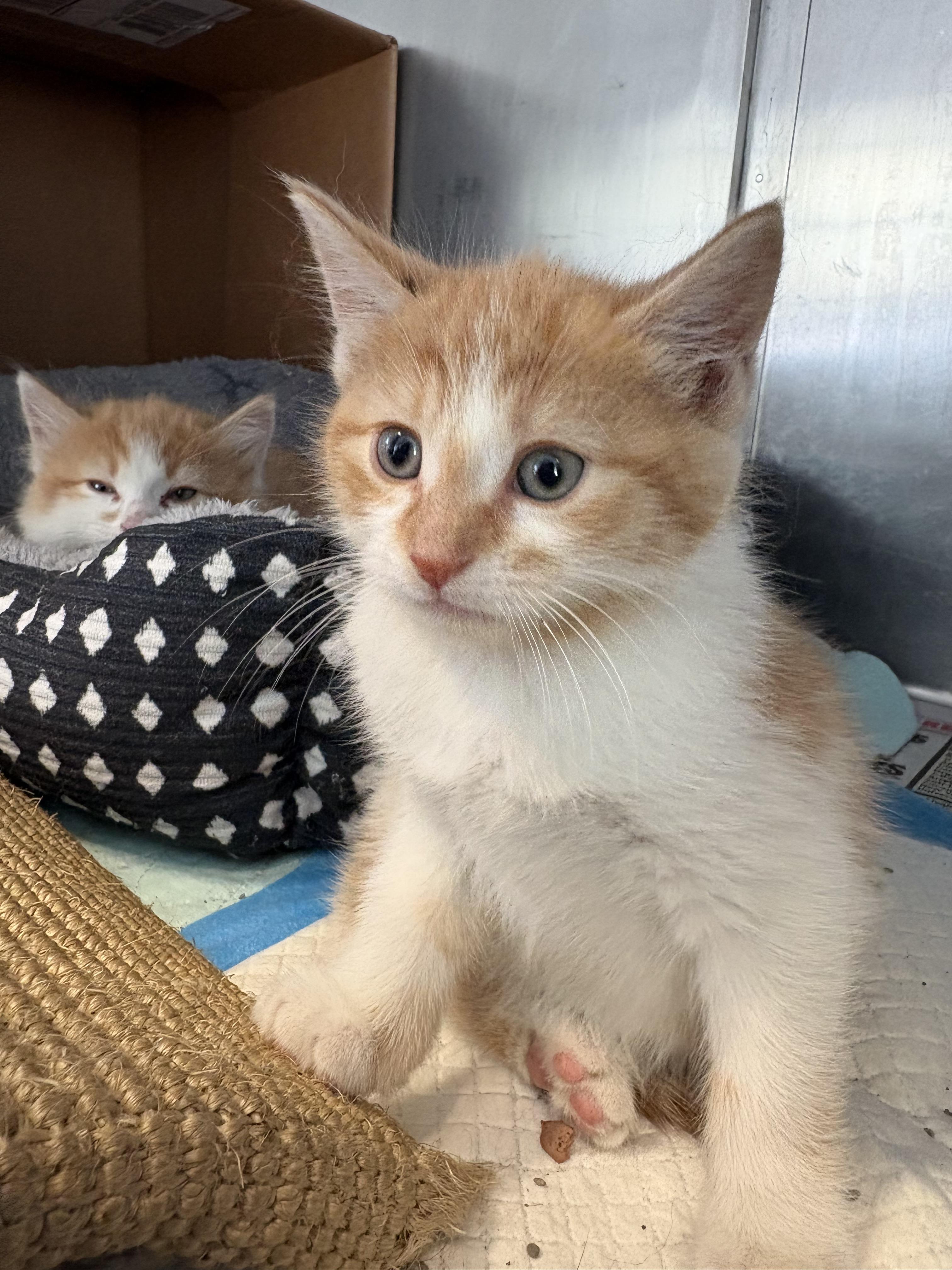 Enlarge Lucas, an adopted Domestic Short Hair in Goldens Bridge, NY image 2/2