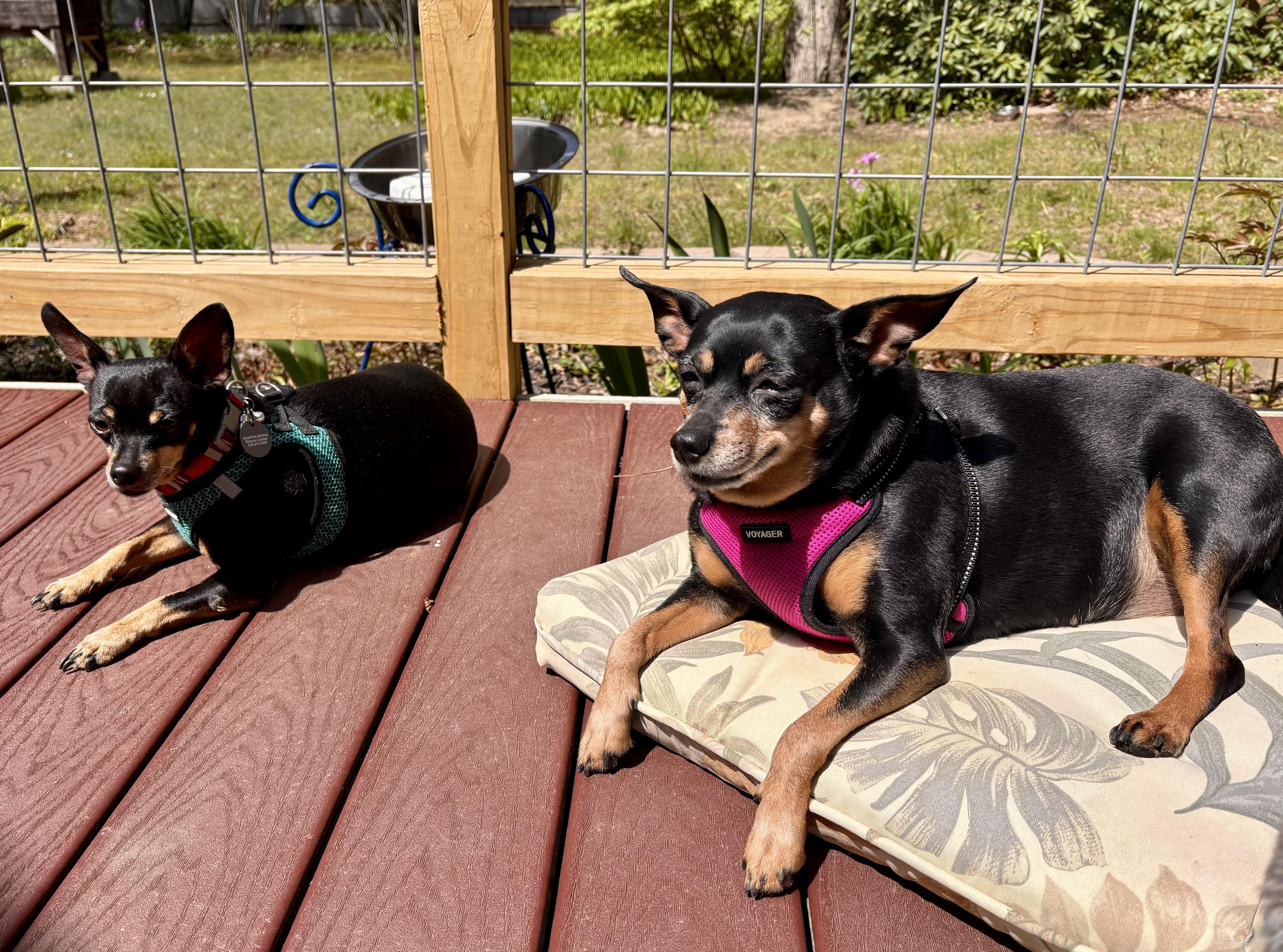 BB, ADOPTABLE, Senior Female Miniature Pinscher.
