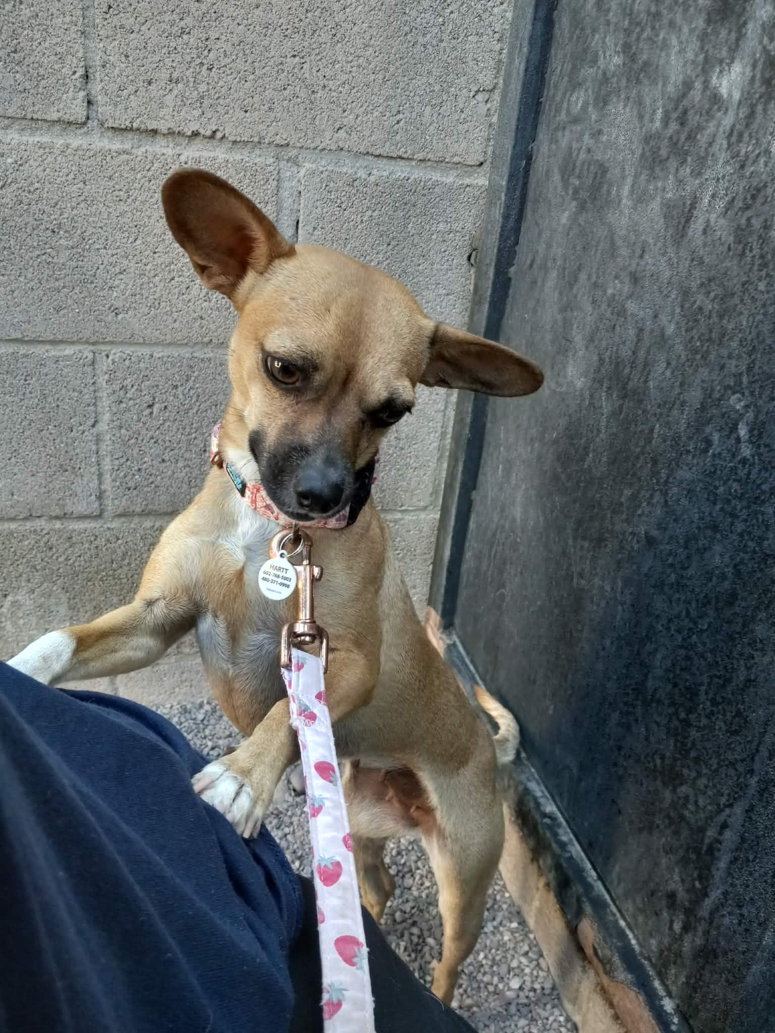 Enlarge Rowena, an adoptable Chihuahua in Phoenix, AZ image 3/4