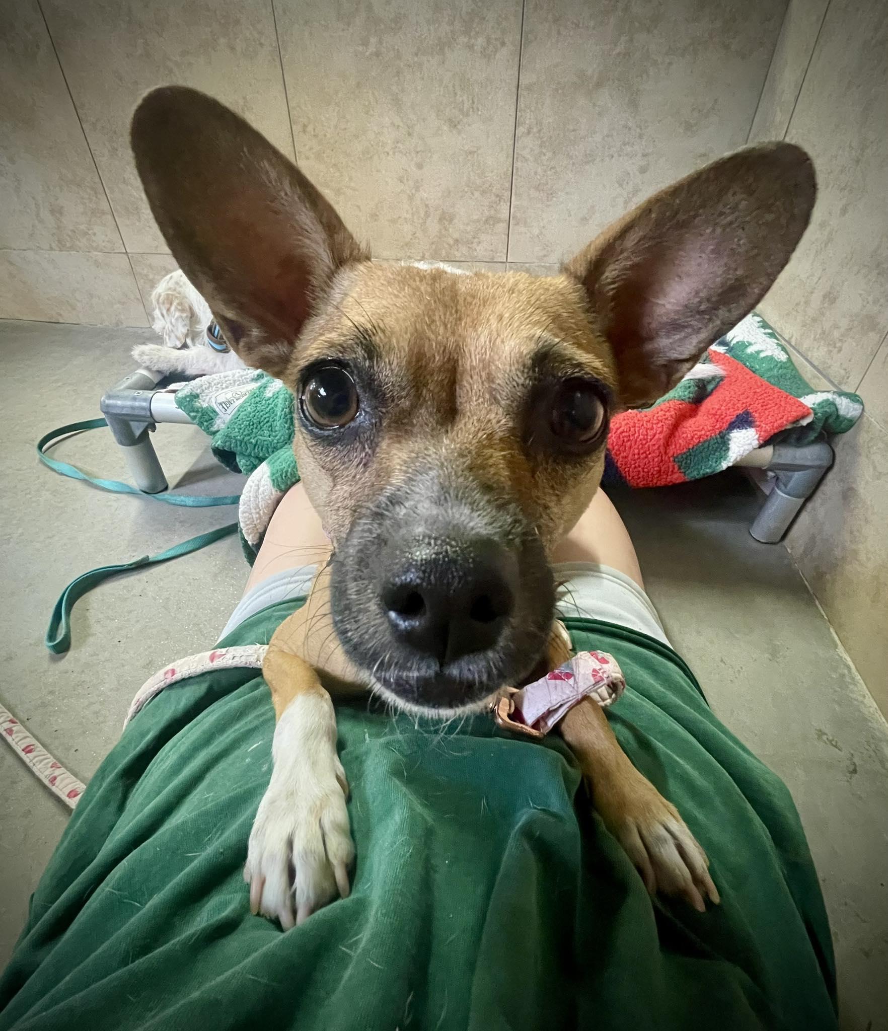 Enlarge Rowena, an adoptable Chihuahua in Phoenix, AZ image 4/4