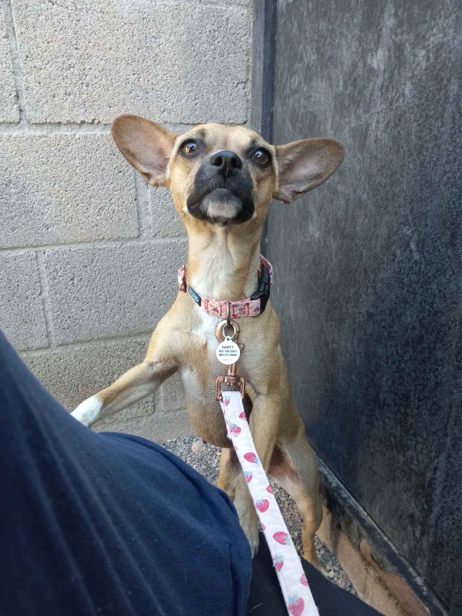 Enlarge Rowena, an adoptable Chihuahua in Phoenix, AZ image 2/4