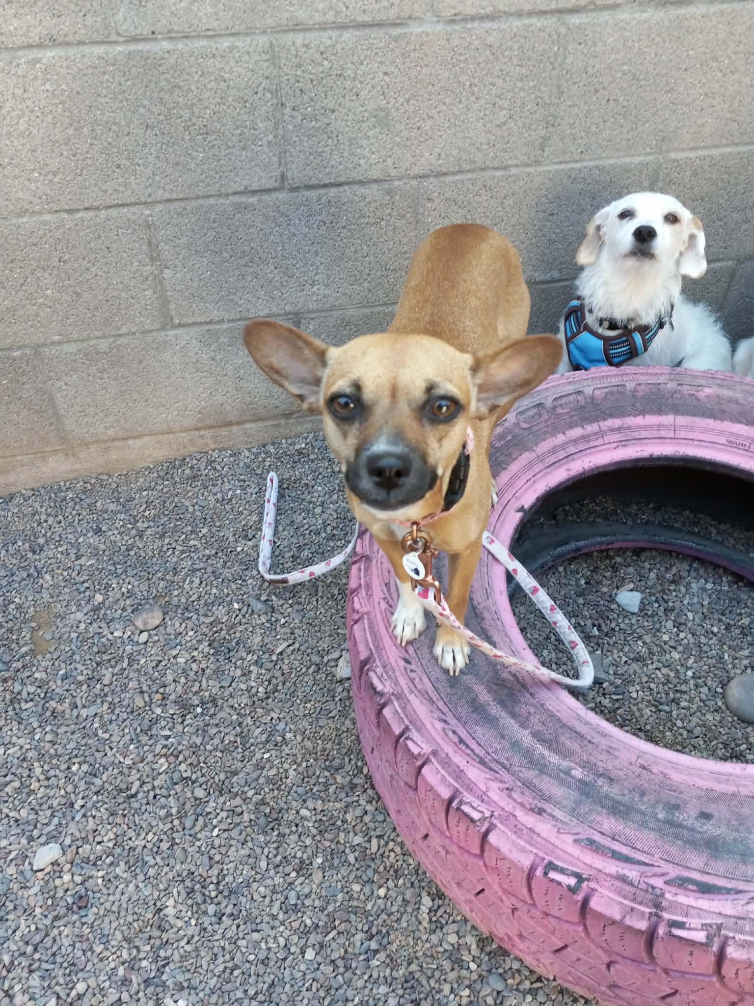 Enlarge Rowena, an adoptable Chihuahua in Phoenix, AZ image 1/4