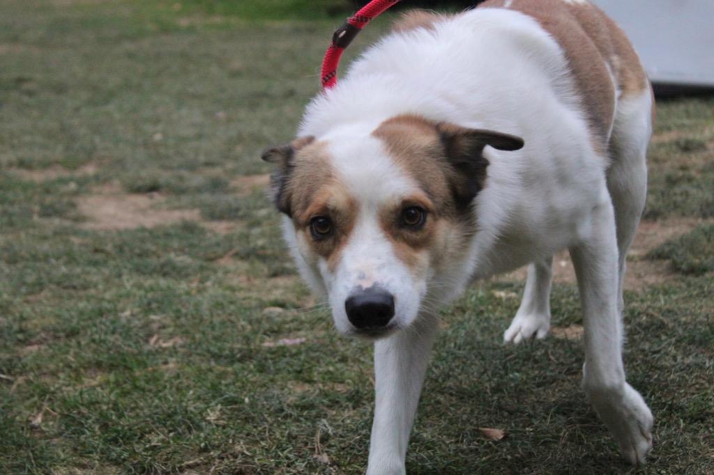 Chase, Adoptable, Adult Male Australian Cattle Dog / Blue Heeler & Mixed Breed.