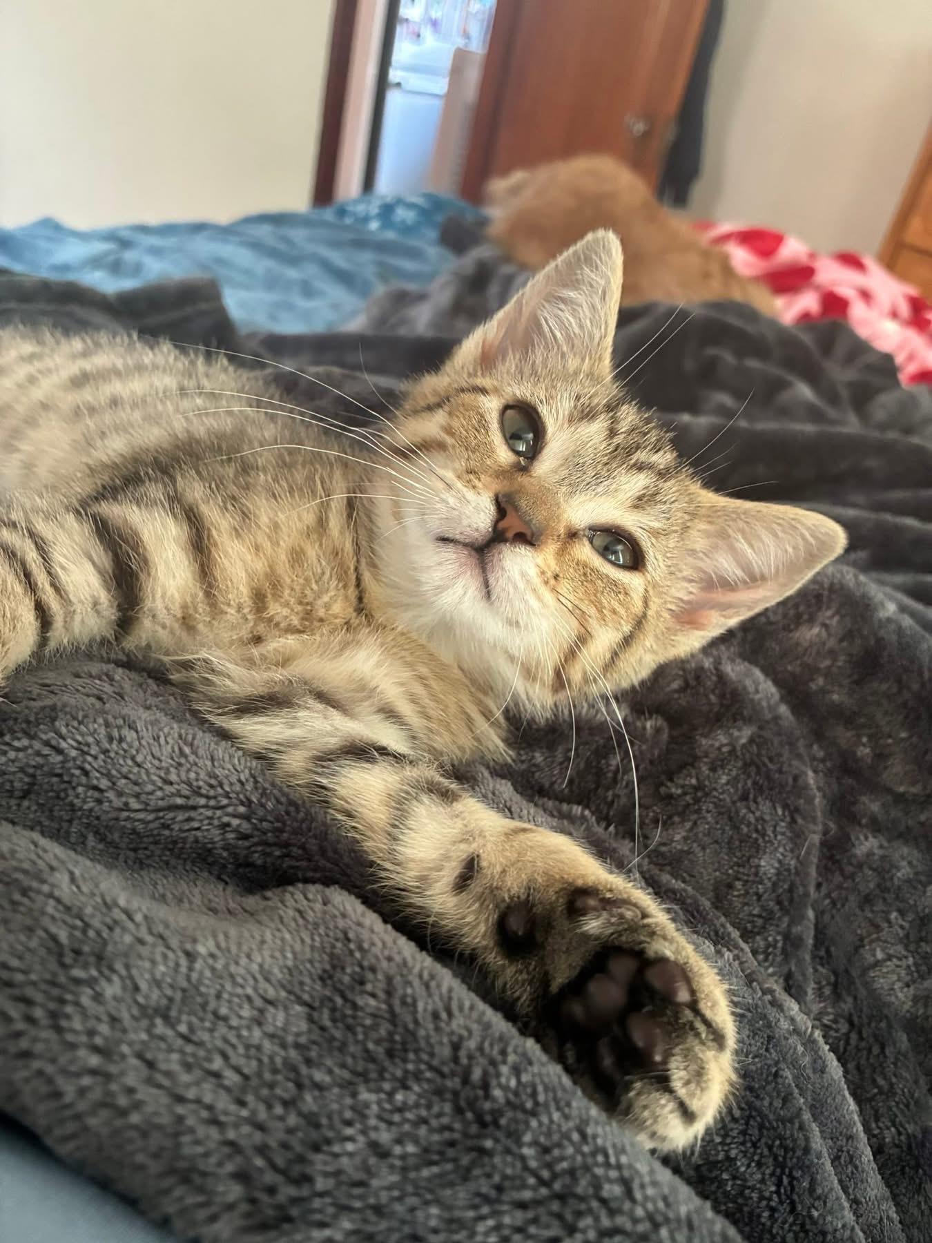 Petal, ADOPTABLE, Kitten Female Tabby.