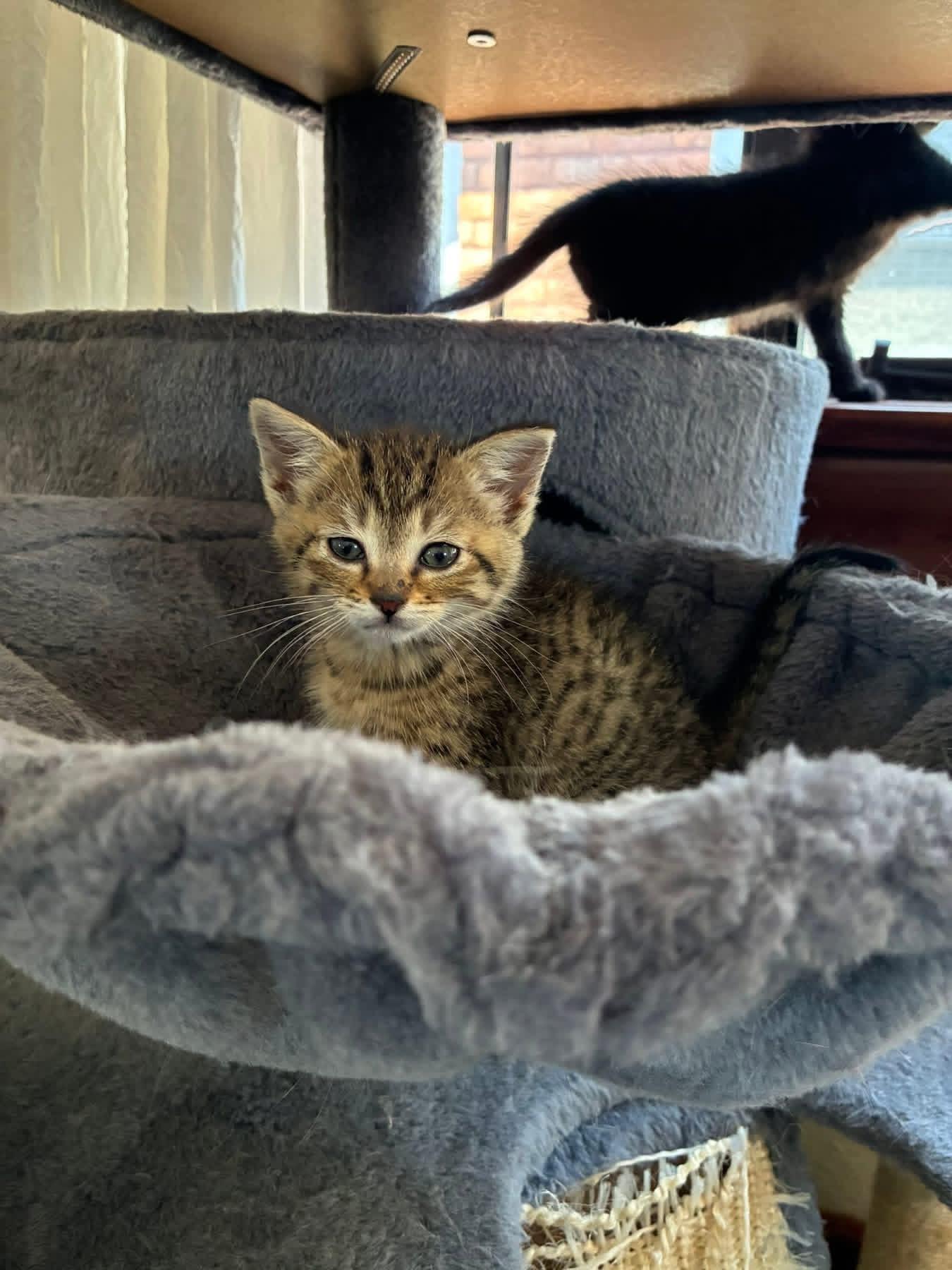 Enlarge Petal, a ADOPTABLE Tabby in Grosse Pointe Park, MI image 6/6