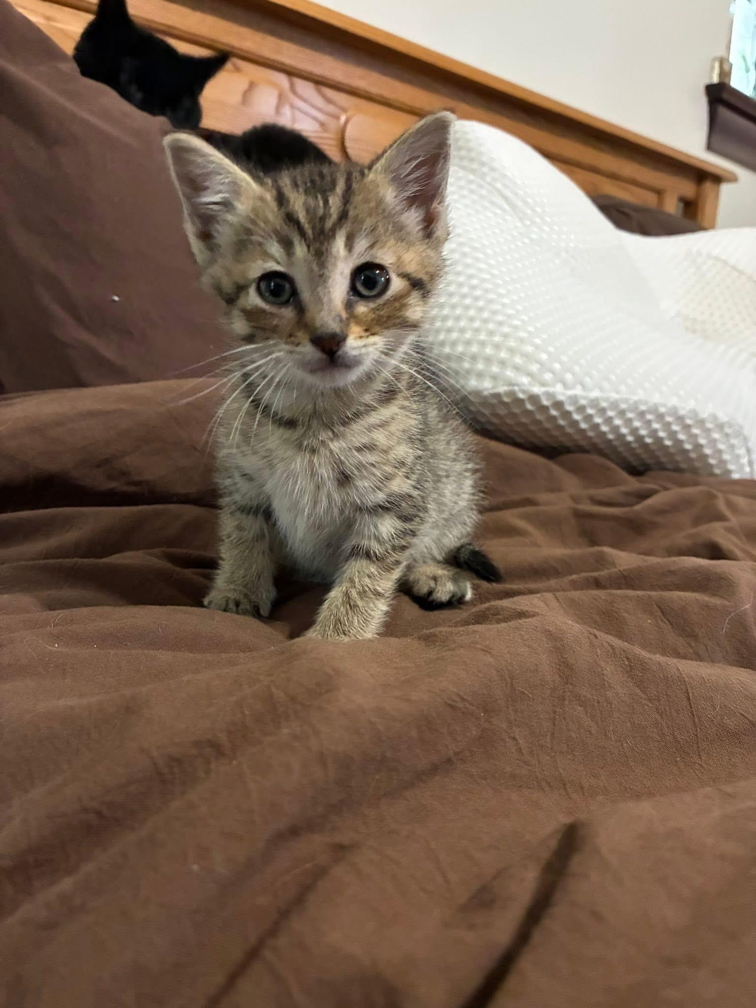 Enlarge Petal, a ADOPTABLE Tabby in Grosse Pointe Park, MI image 2/6