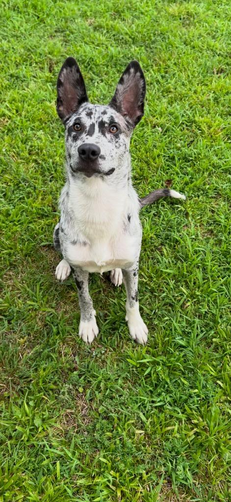 ClaraBell, Adoptable, Young Female Cattle Dog & Catahoula Leopard Dog.