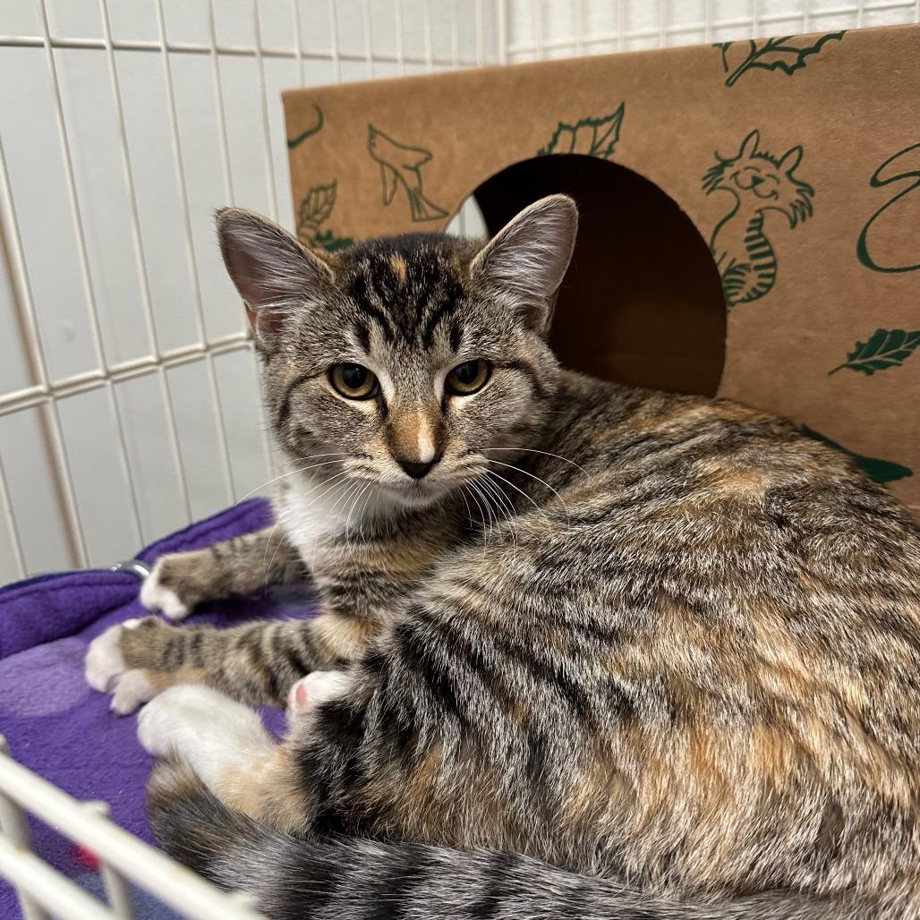 Trick, Adoptable, Young Female Domestic Short Hair.