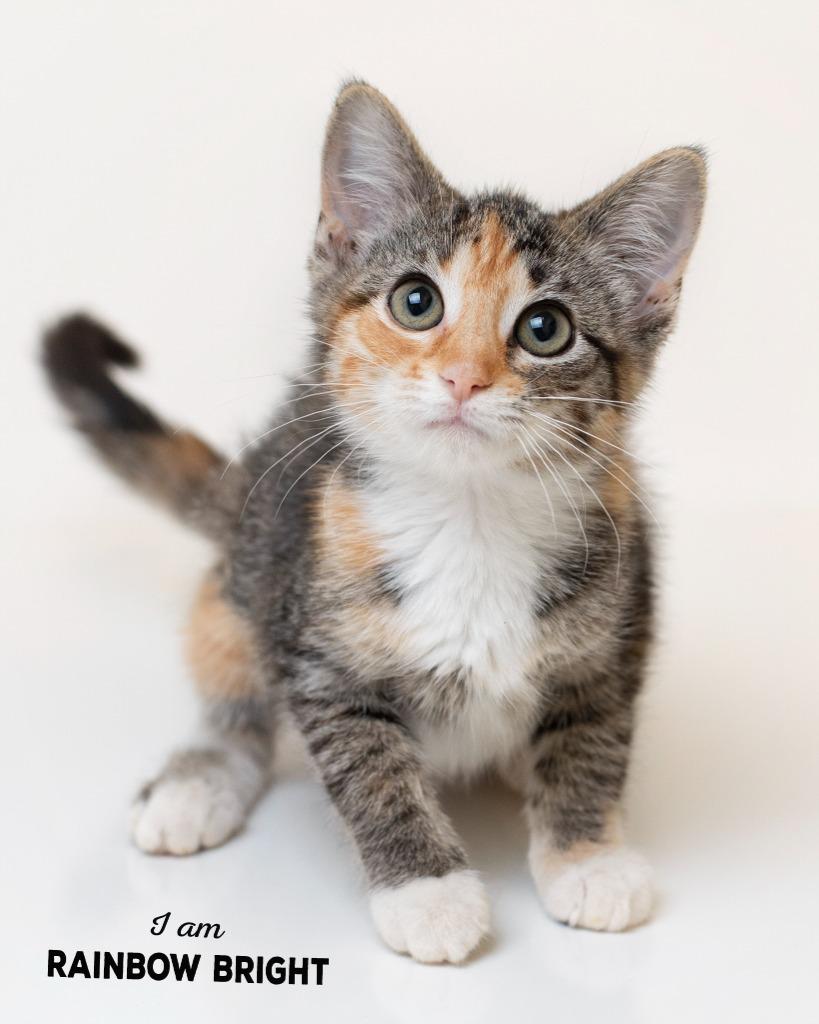 Rainbow Bright, Adopted, Kitten Female Domestic Short Hair.