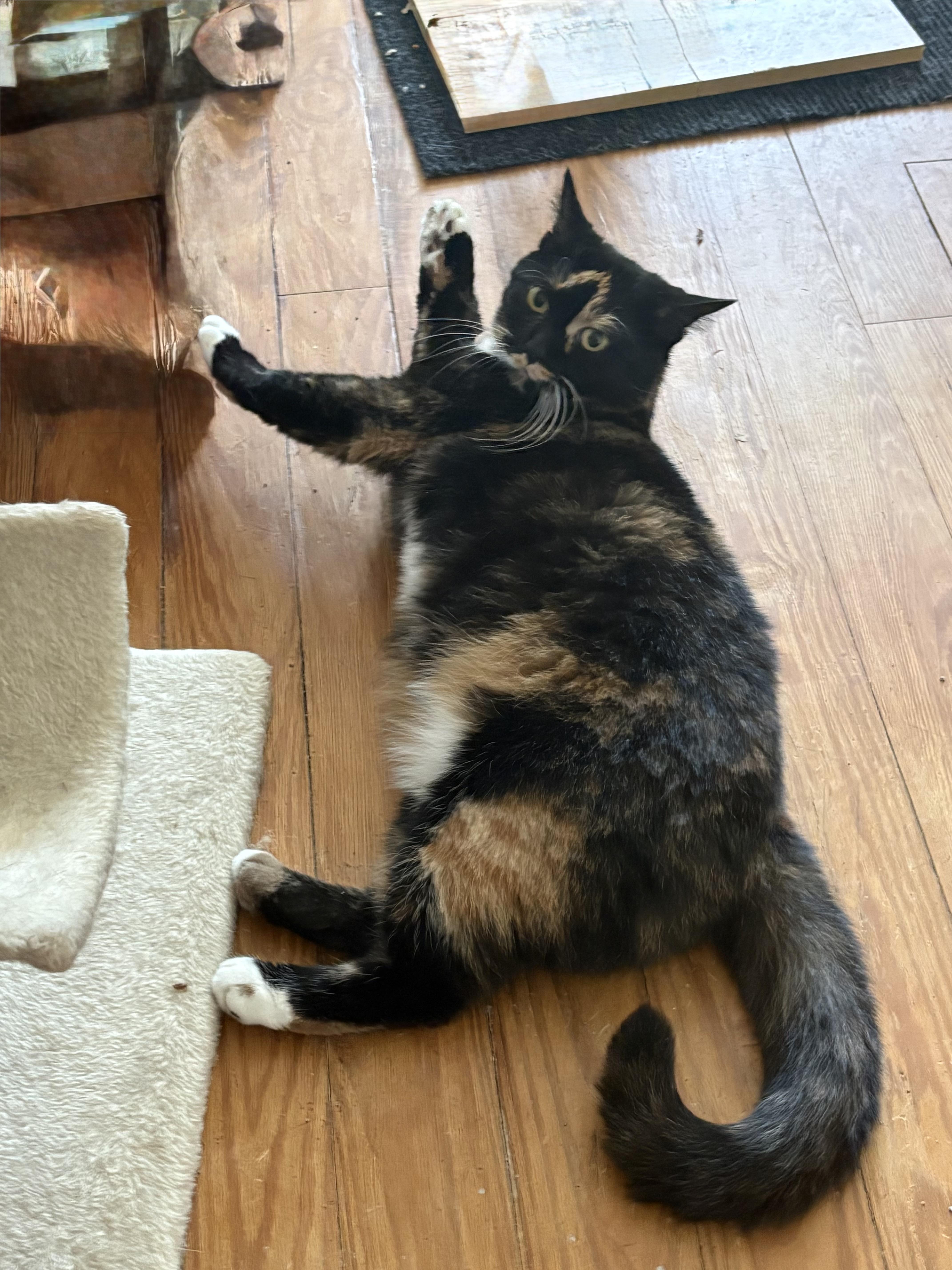 Brooklyn, a ADOPTABLE Tortoiseshell in Cleveland, OH image 4/6