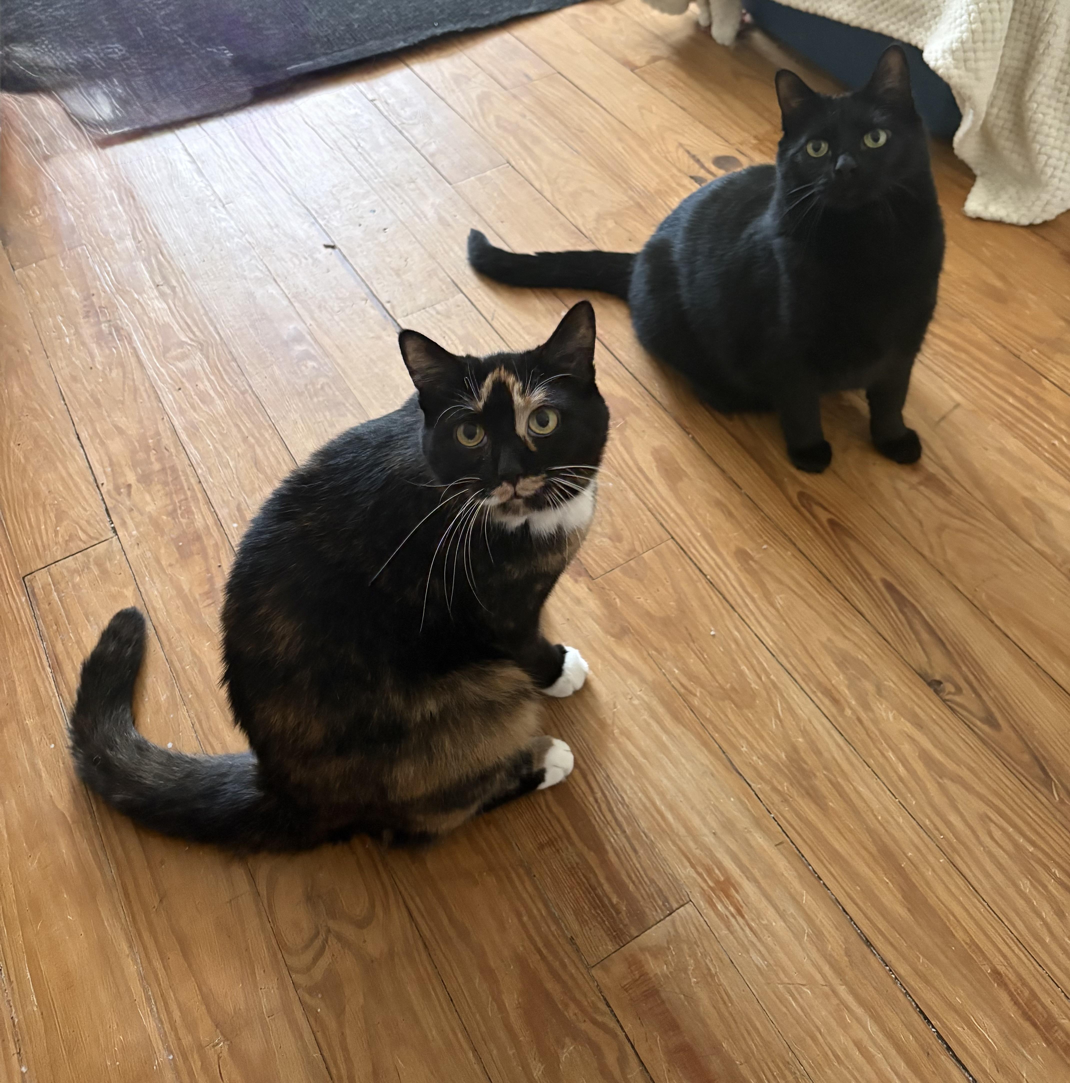 Brooklyn, a ADOPTABLE Tortoiseshell in Cleveland, OH image 3/6