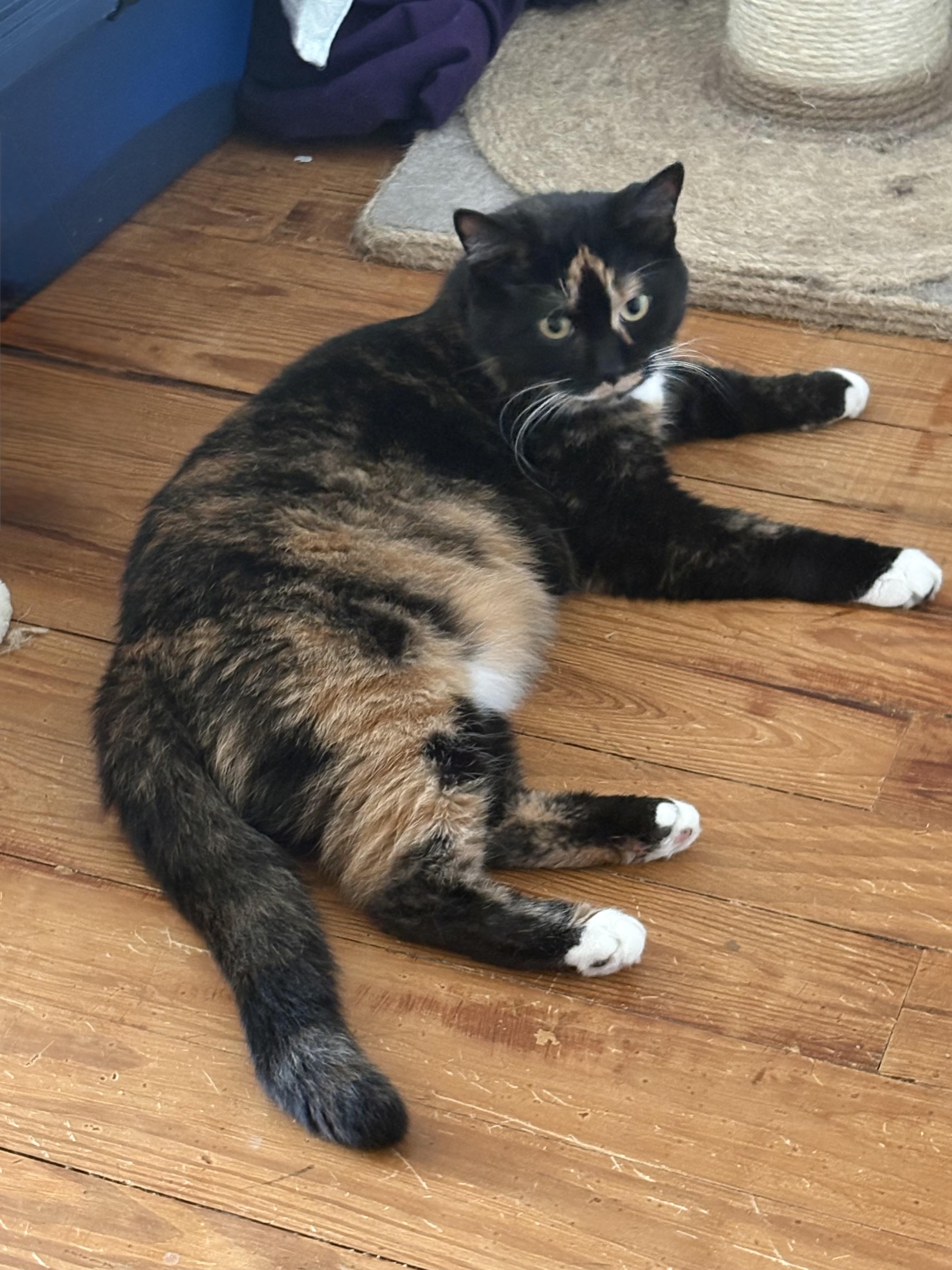 Brooklyn, a ADOPTABLE Tortoiseshell in Cleveland, OH image 1/6