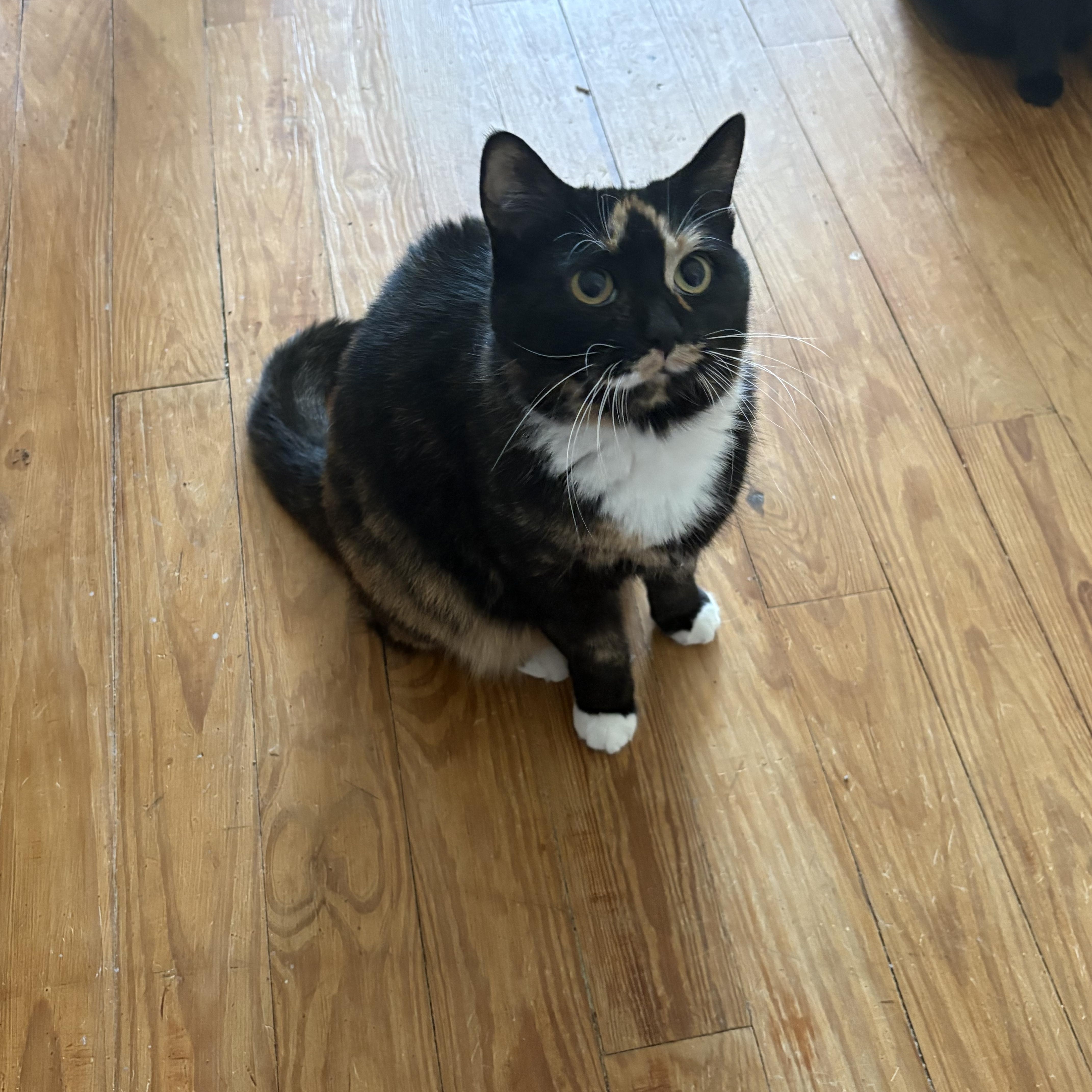 Brooklyn, a ADOPTABLE Tortoiseshell in Cleveland, OH image 5/6