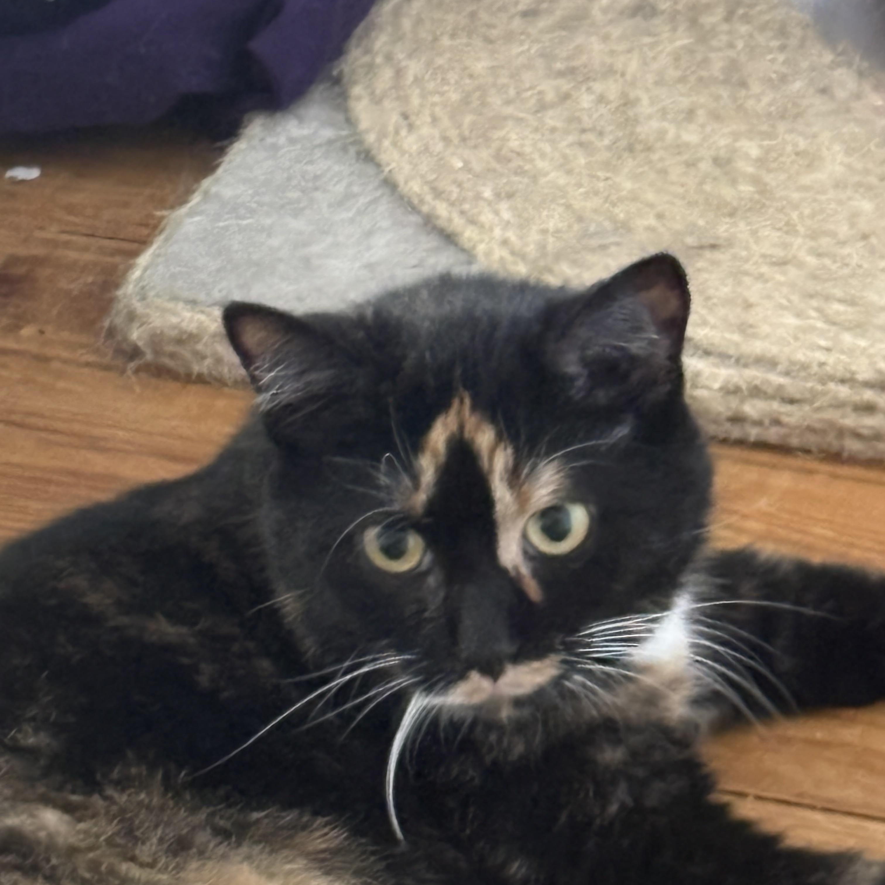 Brooklyn, a ADOPTABLE Tortoiseshell in Cleveland, OH image 2/6