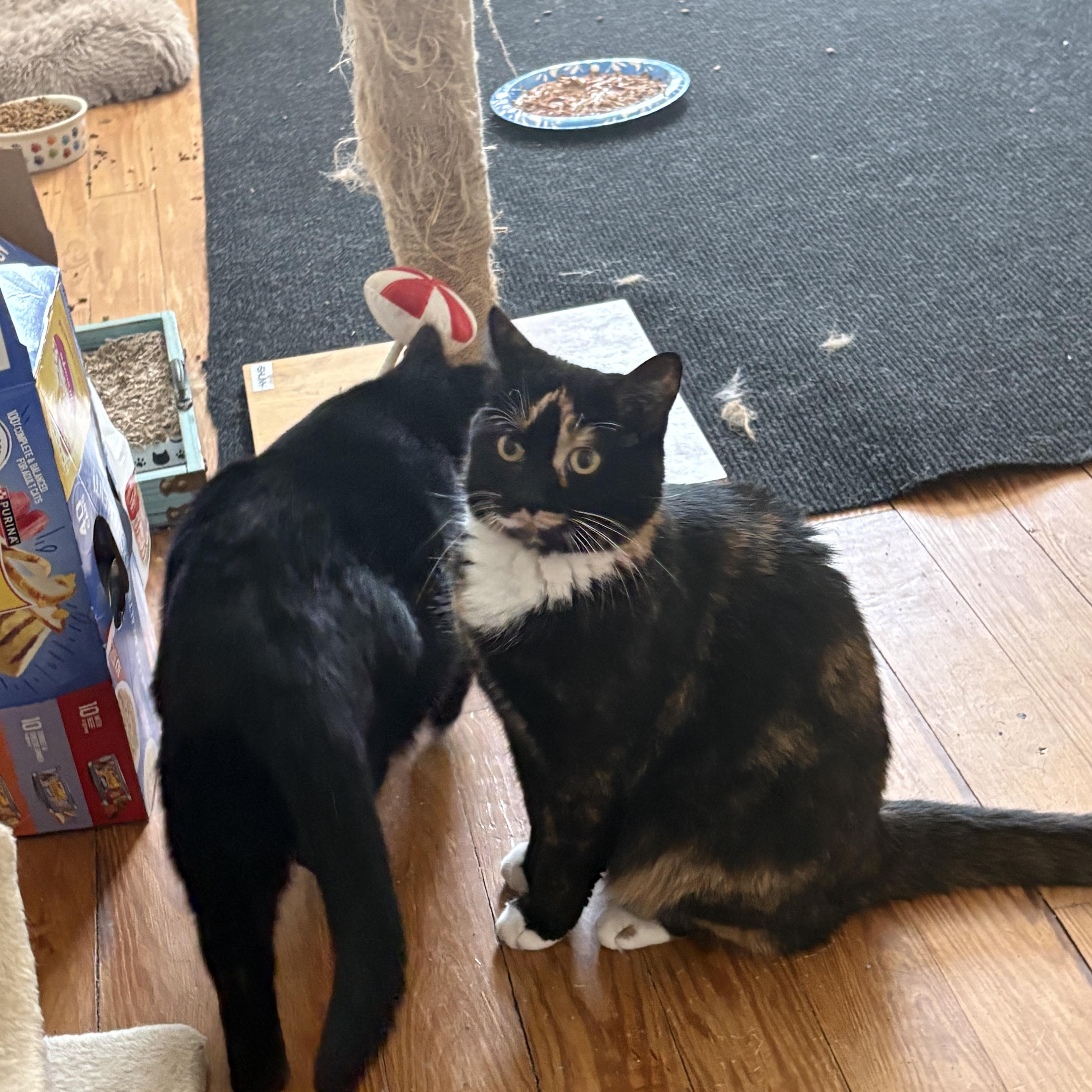 Brooklyn, a ADOPTABLE Tortoiseshell in Cleveland, OH image 6/6
