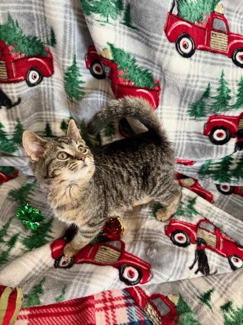 Bounce, an adopted Domestic Short Hair in St. Clair, MI image 1/2