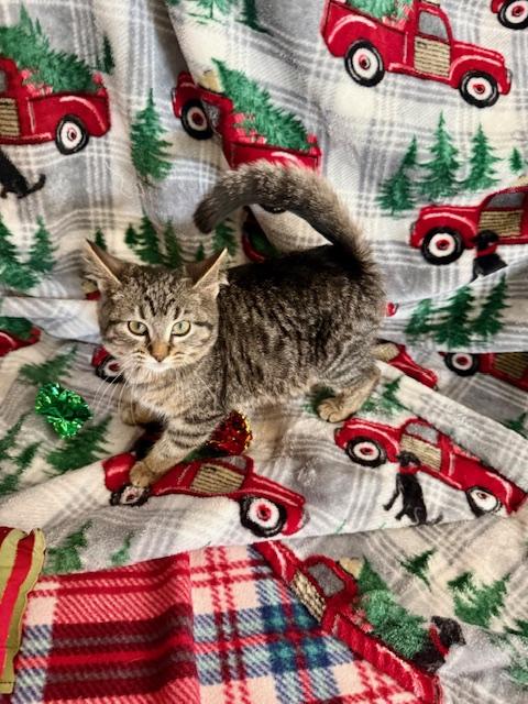 Bounce, an adopted Domestic Short Hair in St. Clair, MI image 2/2