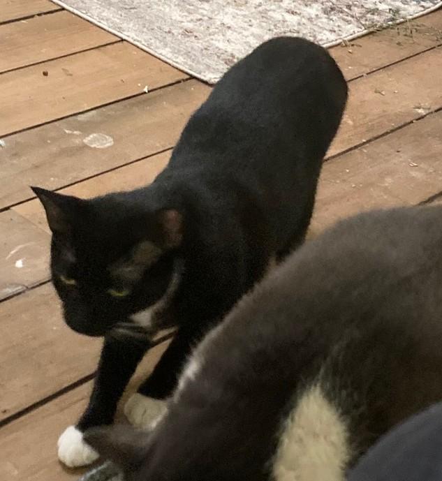 Enlarge Coco - In Foster, a Adoptable Domestic Short Hair in Kalamazoo, MI image 1/3