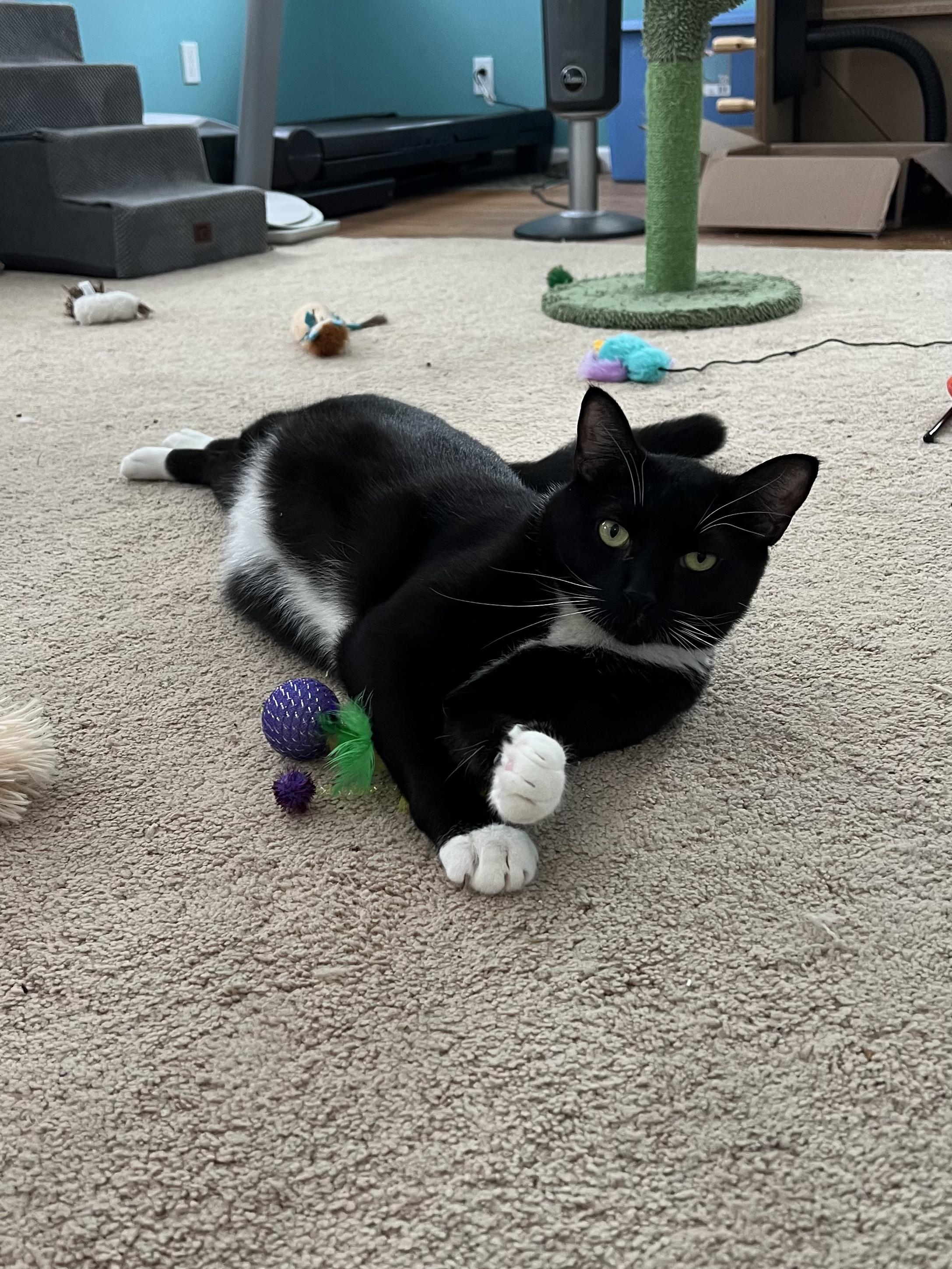 Enlarge Coco - In Foster, a Adoptable Domestic Short Hair in Kalamazoo, MI image 1/2