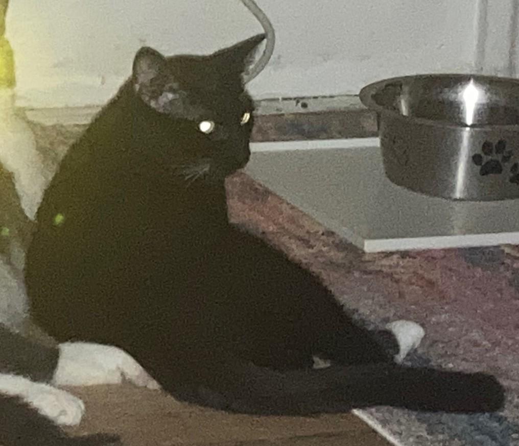 Enlarge Coco - In Foster, a Adoptable Domestic Short Hair in Kalamazoo, MI image 2/3