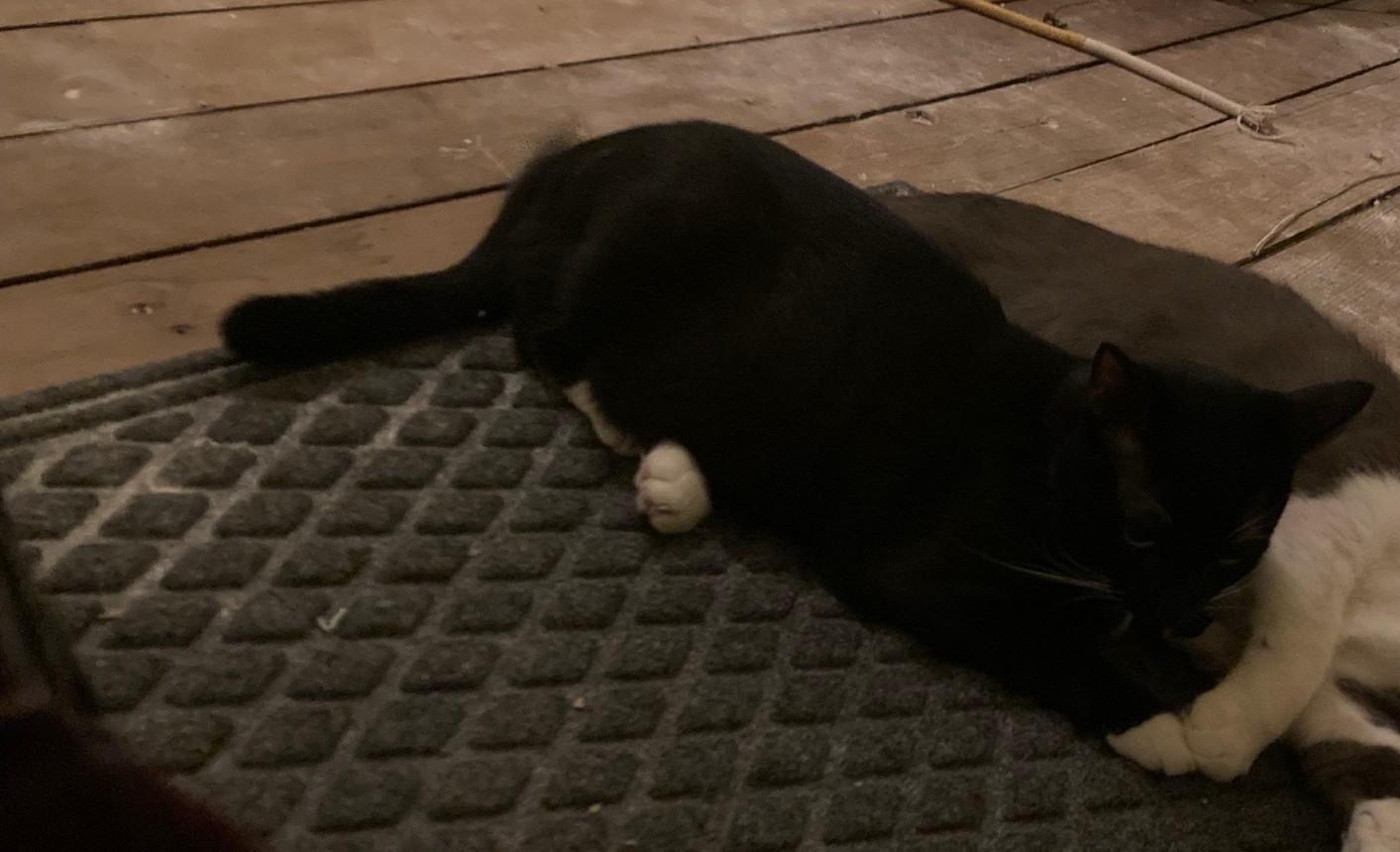 Enlarge Coco - In Foster, a Adoptable Domestic Short Hair in Kalamazoo, MI image 3/3