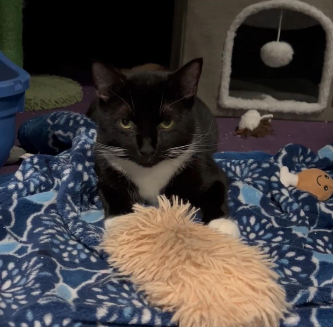 Coco - In Foster, Adoptable, Adult Male Domestic Short Hair.